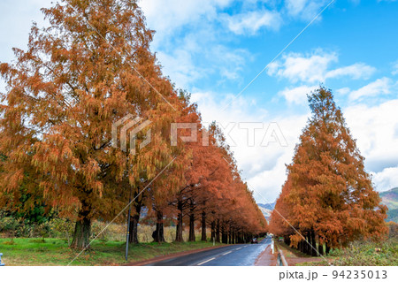 秋の滋賀県高島市で出会った、メタセコイア並木の紅葉と青空に浮かぶ雲 94235013