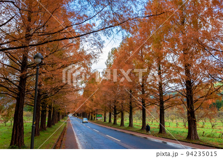 秋の滋賀県高島市で出会った、メタセコイア並木の紅葉と隙間から見える青空 94235015