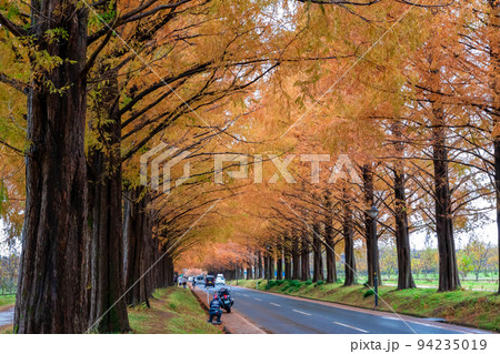 秋の滋賀県高島市で出会った、メタセコイア並木の紅葉と真っ直ぐな道 94235019