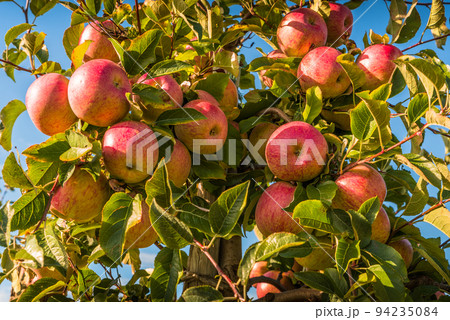 Red ripe apples hanging on tree ready for harvest 94235084