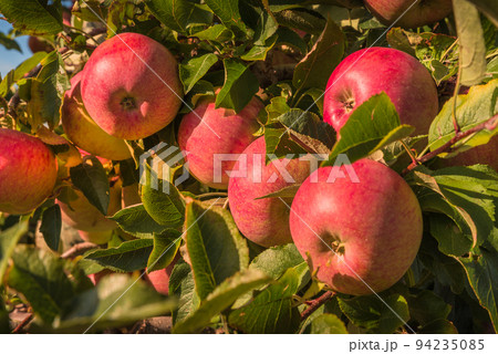 Red ripe apples hanging on tree ready for harvest 94235085