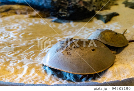 三重　鳥羽水族館　生きた化石　カブトガニ 94235190