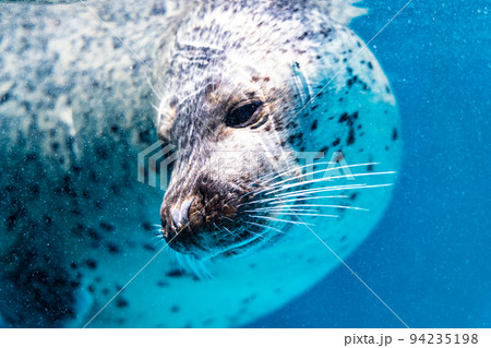 三重 鳥羽水族館 ゴマフアザラシ 三重 鳥羽水族館 ゴマフアザラシ 94235198