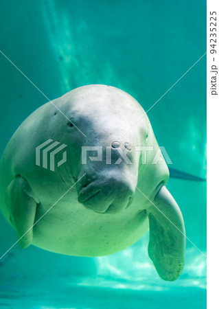三重 鳥羽水族館 ジュゴン単体 三重 鳥羽水族館 ジュゴン単体 94235225