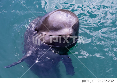 和歌山　くじらの博物館　ゴンドウクジラとの触れ合い 94235232