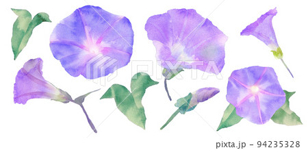 朝顔の手描き水彩イラスト 94235328