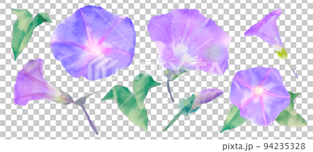 牽牛花的手繪水彩插圖 牽牛花的手繪水彩插圖 94235328
