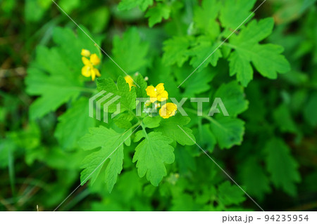 クサノオウ 94235954