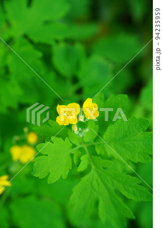 クサノオウ 94235959