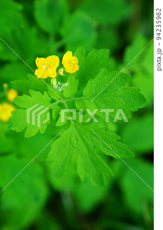 クサノオウ 94235962