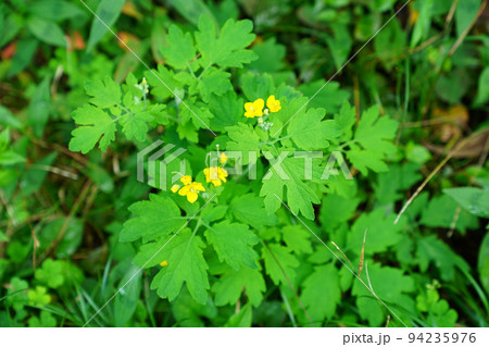 クサノオウ クサノオウ 94235976