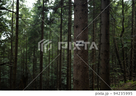 White yellow tourists signs symbols is used in Poland marked on tree trunk background White yellow tourists signs symbols is used in Poland marked on tree trunk background 94235995