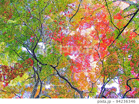紅葉の木々を見上げると木の葉のグラデーションが鮮やか 94236346
