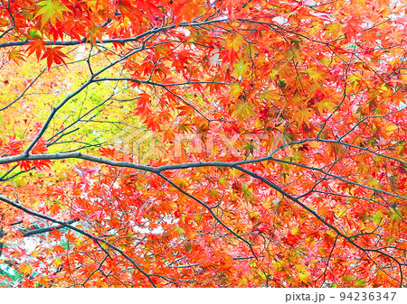 紅葉の木々を見上げると木の葉のグラデーションが鮮やか 紅葉の木々を見上げると木の葉のグラデーションが鮮やか 94236347