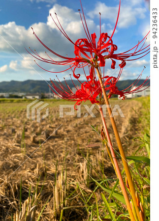 秋の田園風景 彼岸花 和歌山県和歌山市 秋の田園風景 彼岸花 和歌山県和歌山市 94236433