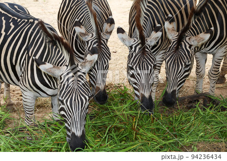 The family burchell zebra is eatting in farm The family burchell zebra is eatting in farm 94236434