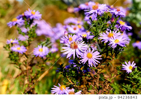 Large bush of fragrant purple blue asters October skies and bright sun Large bush of fragrant purple blue asters October skies and bright sun 94236843