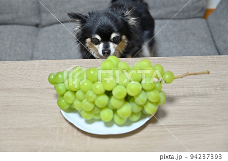 シャインマスカットを見つめるチワワ 94237393