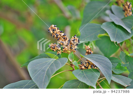 アカメガシワの黒い実（夏、八月） 94237986