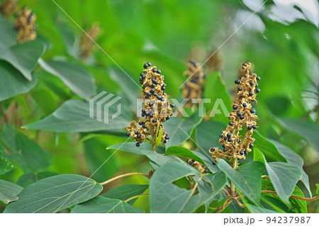 アカメガシワの黒い実（夏、八月） 94237987