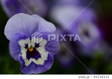 薄紫色のビオラの花 94238333