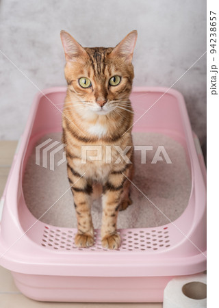 An obedient Bengal cat sits in a cat litter box in a room. 94238657