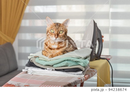 Domestic cat, iron and a stack of clean linen on the ironing board in the room. 94238674