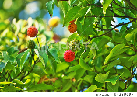 カラフルなヤマボウシの実(秋、九月) カラフルなヤマボウシの実(秋、九月) 94239697