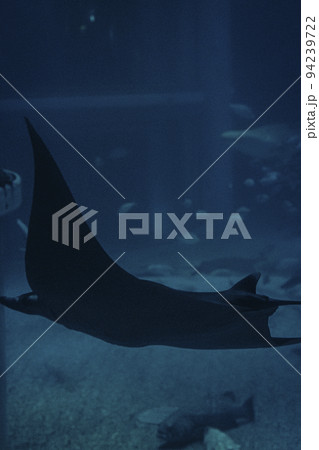 水族館 動物 水族館 動物 94239722