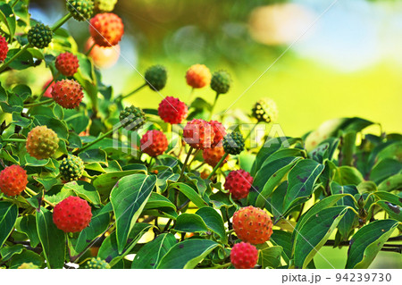 カラフルなヤマボウシの実(秋、九月) カラフルなヤマボウシの実(秋、九月) 94239730