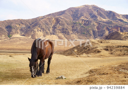 草千里と馬(熊本県阿蘇市) 草千里と馬(熊本県阿蘇市) 94239884