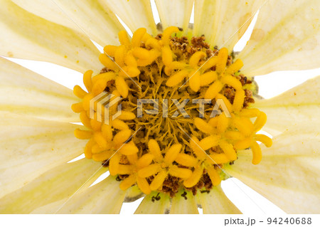 zinnia flower isolated zinnia flower isolated 94240688