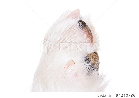 dog paw close up, macro dog paw close up, macro 94240736