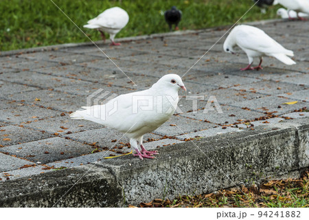 Close-up of wild pigeons on the ground in Taichung Park, Taiwan. 94241882