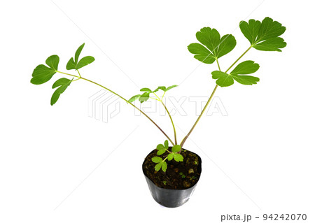 長命草 長命草 94242070