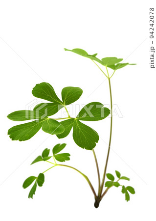 長命草 長命草 94242078