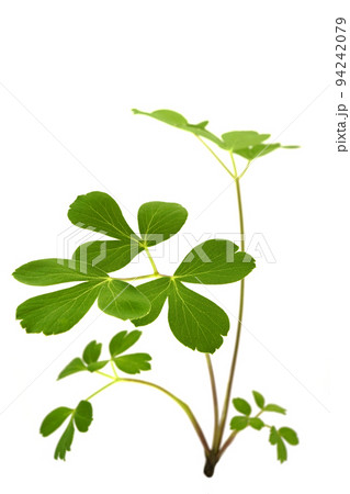 長命草 長命草 94242079