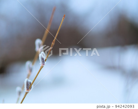 2月に芽吹いたコリヤナギの新芽 94242093
