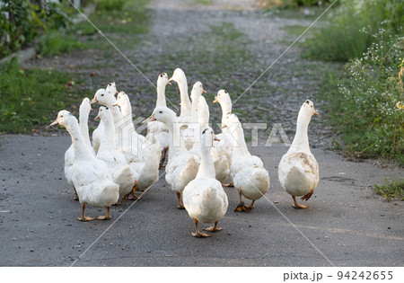 ducks walking in the yard 94242655