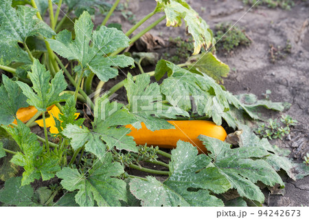zucchini growing in the garden zucchini growing in the garden 94242673