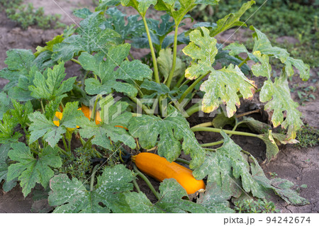 zucchini growing in the garden zucchini growing in the garden 94242674