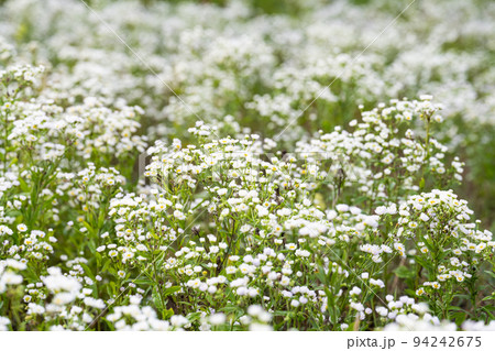 summer background of small white chamomile flowers summer background of small white chamomile flowers 94242675