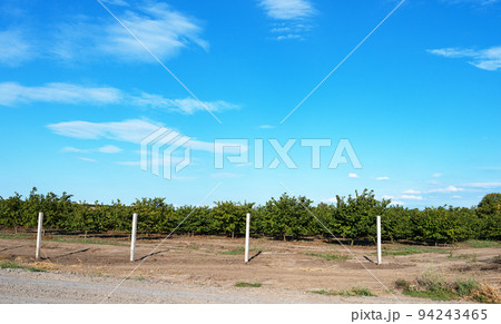 hazelnut garden on a sunny day 94243465