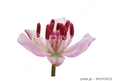 Susak flower isolated Susak flower isolated 94243622