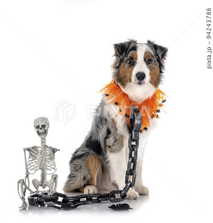 australian shepherd in studio 94243786