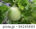 A young green melon is hanging on a bush. Vegetable background macro texture copyspace. Good quality photos 94245683