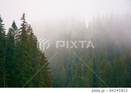 coniferous forest on a foggy autumn day. gloomy nature background with overcast sky coniferous forest on a foggy autumn day. gloomy nature background with overcast sky 94245852