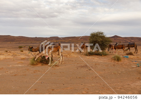 Camels graze in a pasture in the Sahara desert. A herd of dromedary camels with their legs tied. Morocco 94246056