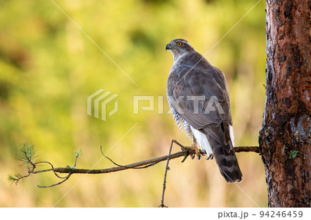 Northern goshawk sitting on branch in forest from back Northern goshawk sitting on branch in forest from back 94246459