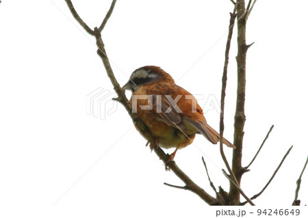 ホオジロ 94246649